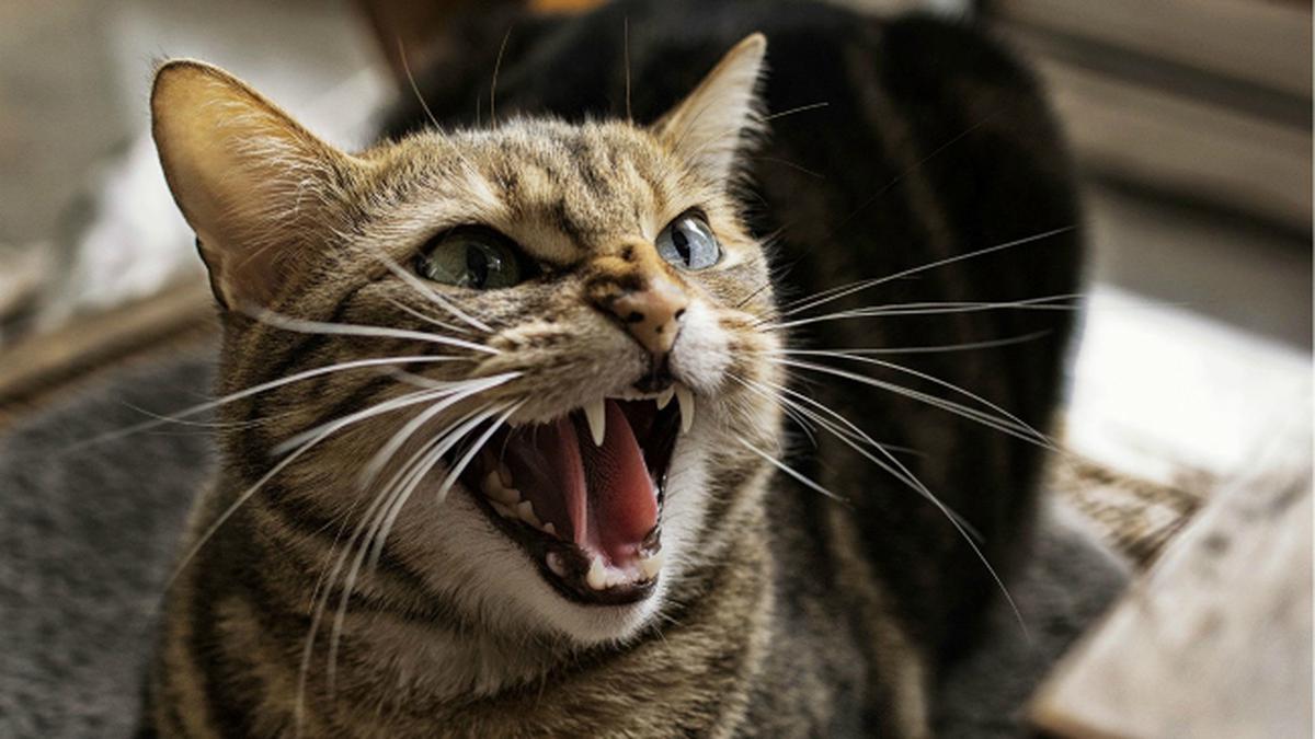 Mengenal Tanda-tanda Kucing Sedang Stres