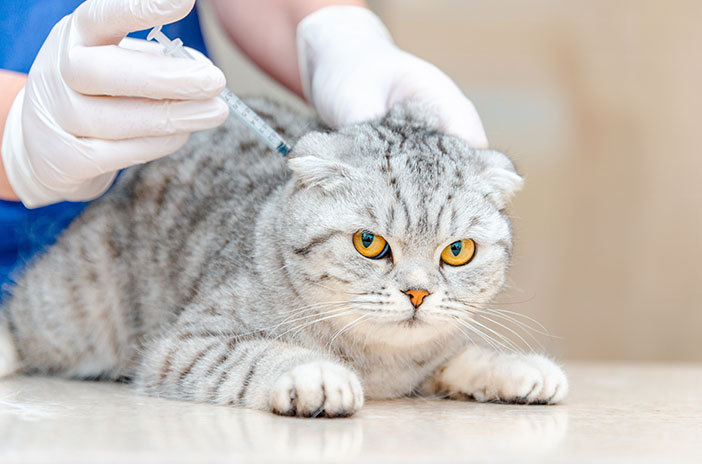 Panduan Lengkap Vaksinasi Kucing