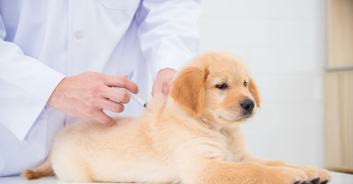 Pentingnya Vaksinasi Rutin untuk Kesehatan Anjing