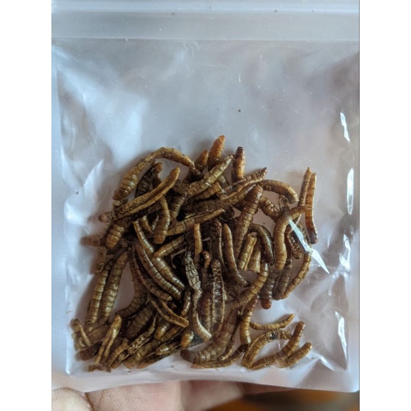 Ulat Hongkong Kering